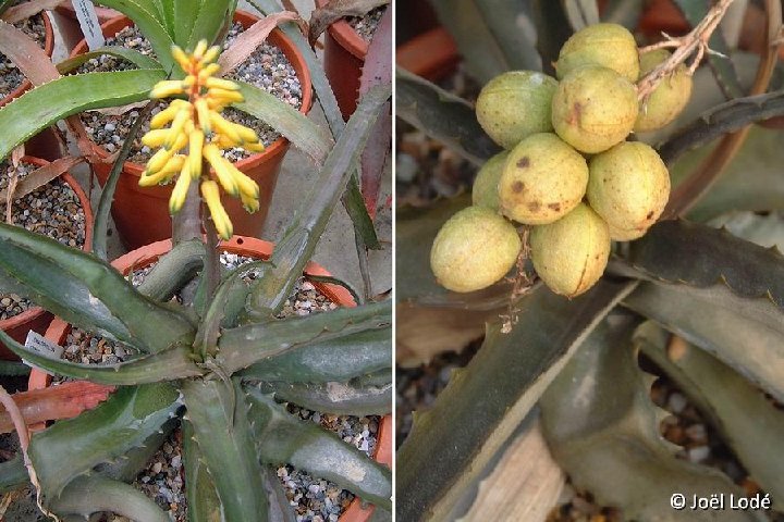 Aloe citrea (ex Lomatophyllum) Madagascar ©JLcoll.2462